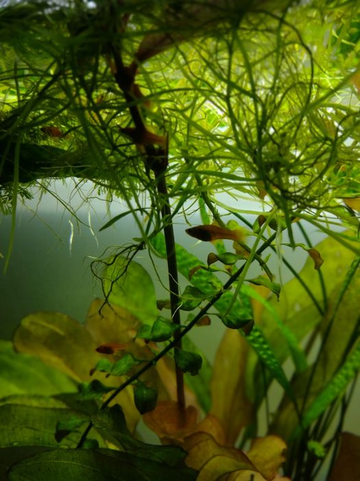 Mieczyki ryby akwariowe