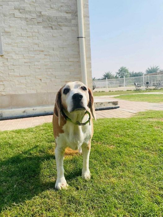 Fiona, wyjątkowa księżniczka w typie rasy Beagle