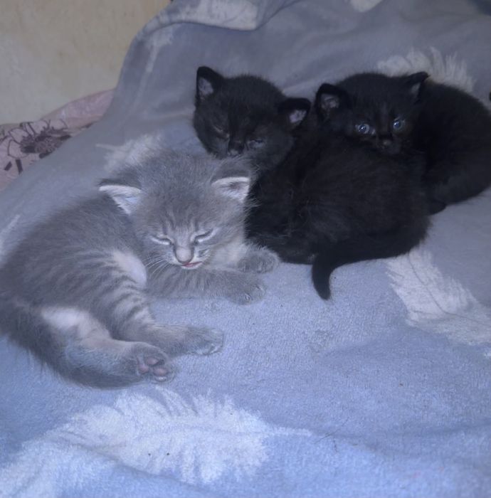 Віддам кошенят, Ромни