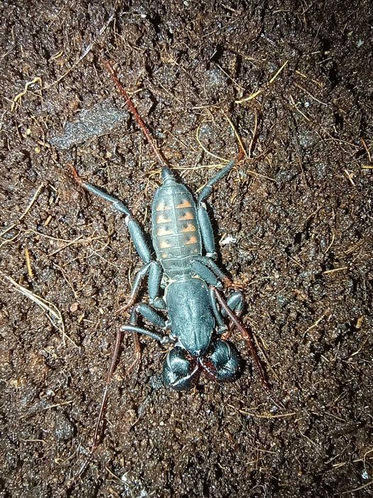 Thelyphonidae sp. java uropyga biczykoodwłokowiec