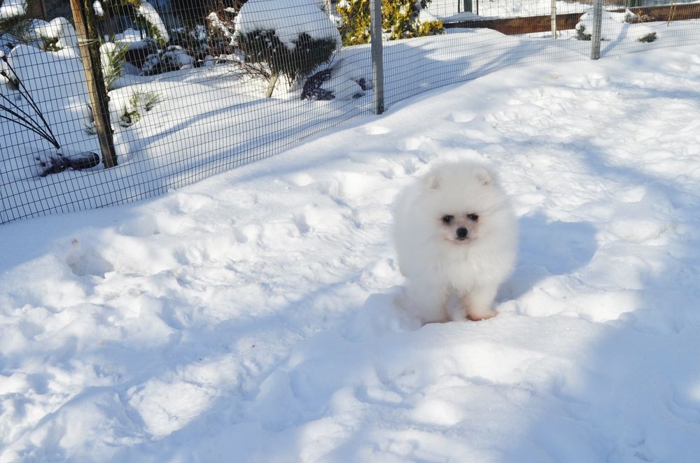 Маленький померанський шпіц 100%