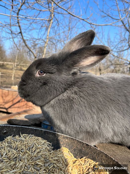 Кролики породи віденський блакитний