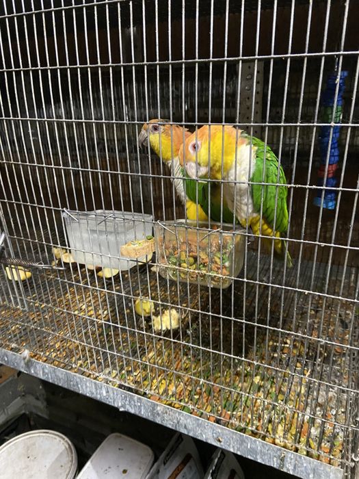 Casal Marianinhas Cabeça Canela