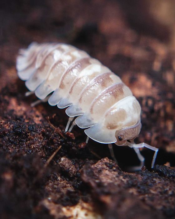 Armadillidium espanyoli "Marbleized", isopody, 10 szt.