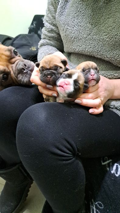 Інструктор по вязкі та штучному осіменінні собак.