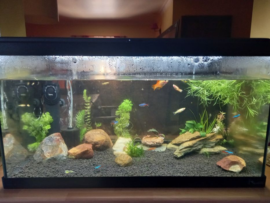 Peixes Guppys Endler