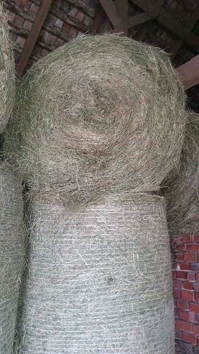 ŚWIEŻE SIANO tegoroczne