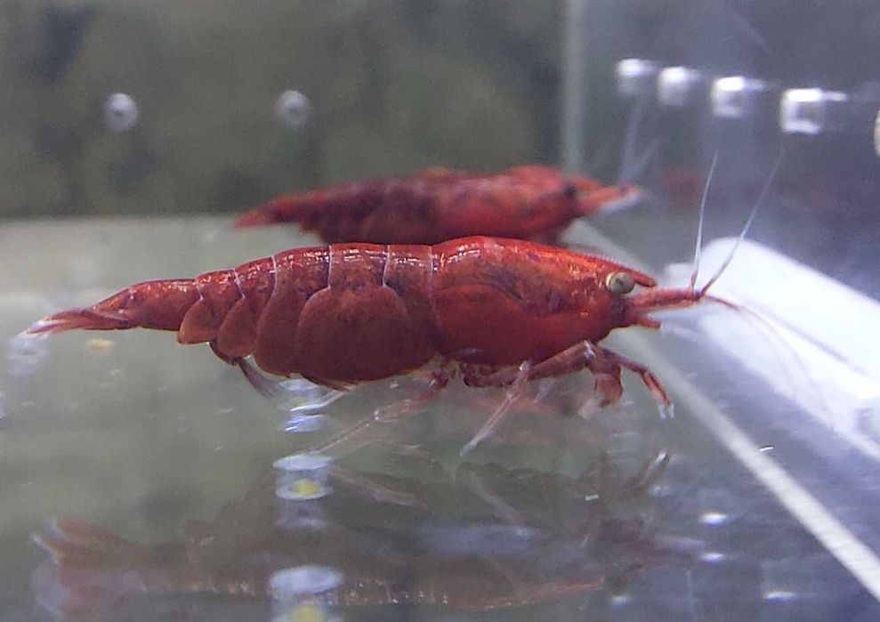 Krewetki Neocaridina Bloody Mary