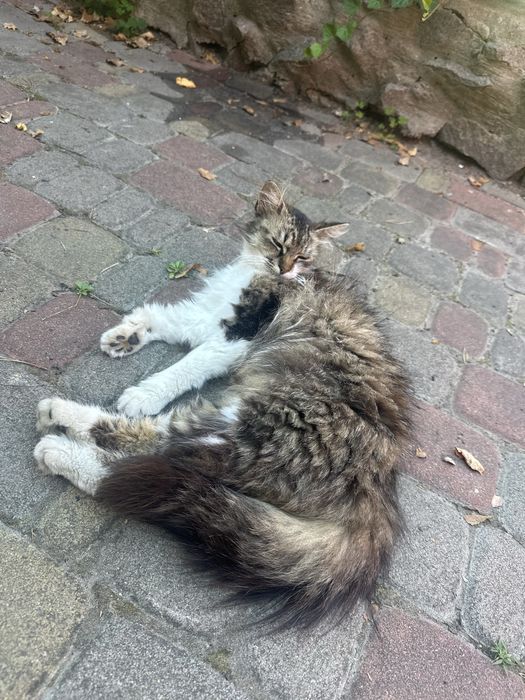 Кошенята / котята