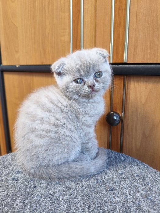 Шотландські висловухі кошенята (скотіш-фолд)