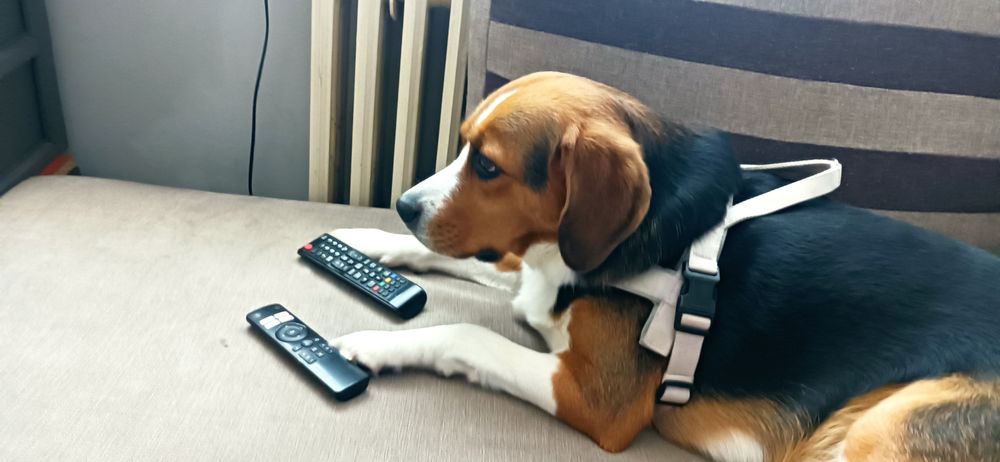 Suczka mieszaniec Beagle oddam w dobre ręce