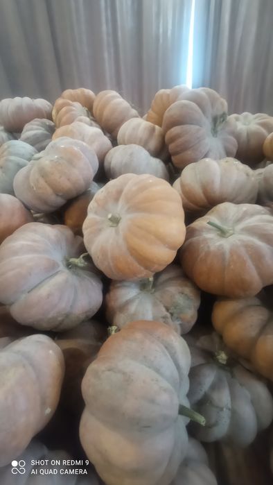 Продам гарбузи кашові