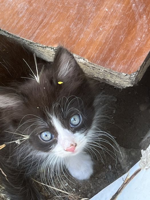 Киця у родину. Кошеня. Котик