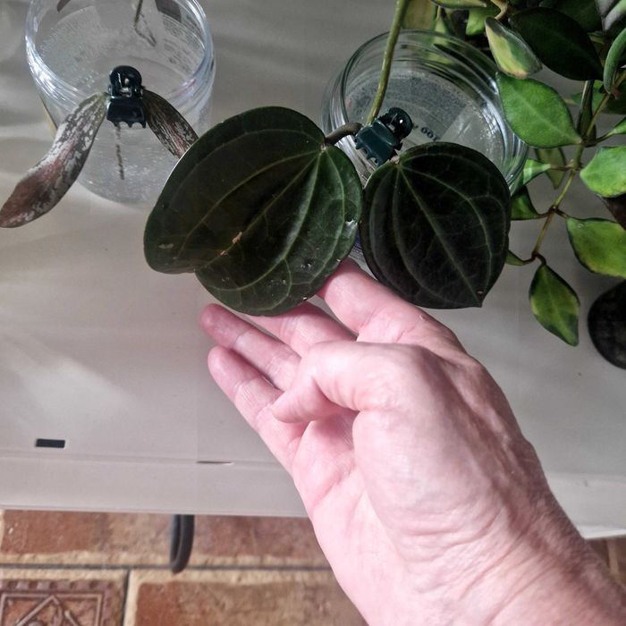 Hoya Latifolia. Sadzonka szczytowa do ukorzenienia
