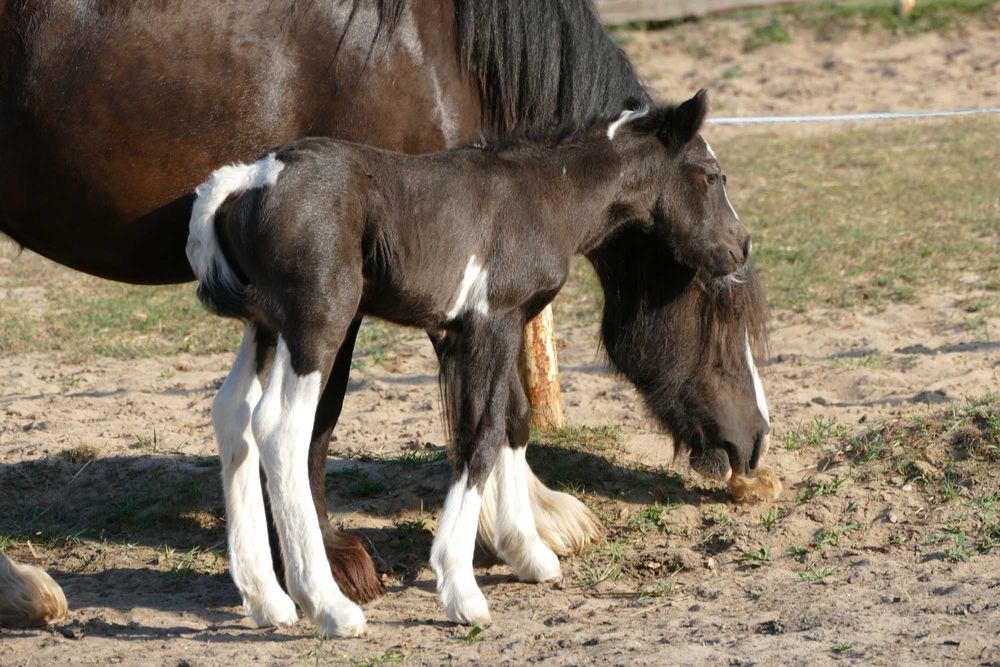 Ogierek Gypsy Cob 2025 r. -  gen perły, pełne badania, paszport ICS