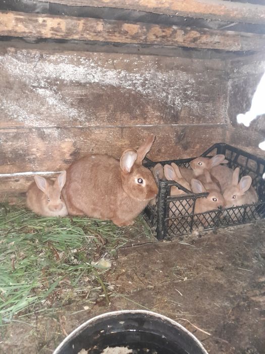 Різні породи кролів.