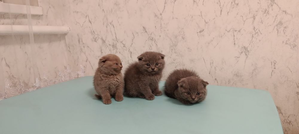 Продам шотланські висловухі кошенята