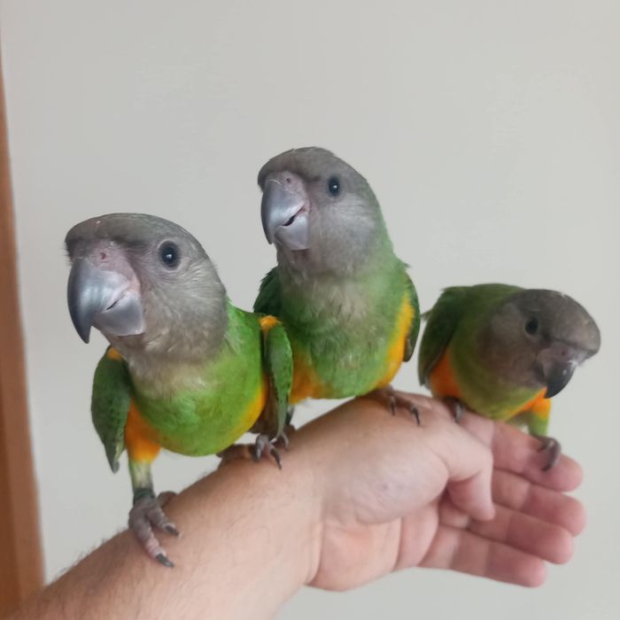 Papagaios do senegal
