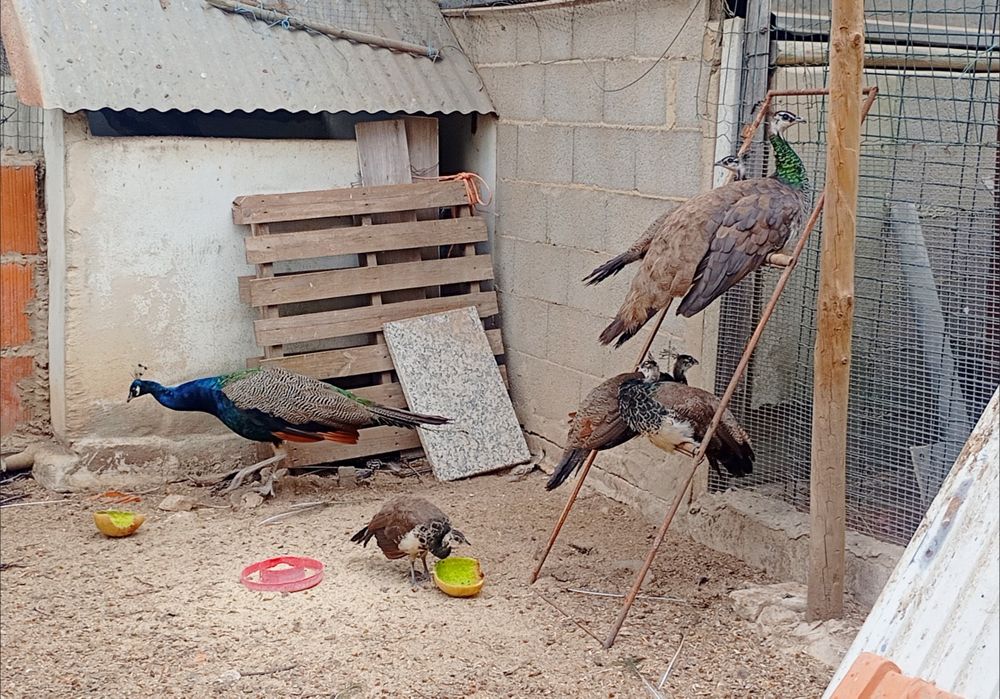 Pavões, patos, gansos,caturras etc