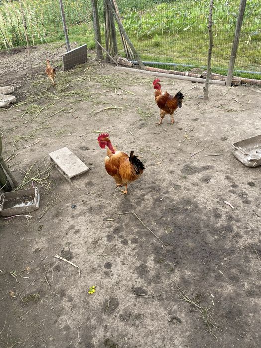 Ovos galos e galinnhas