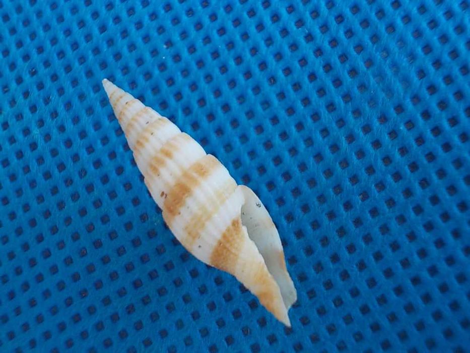 Muszle morskie- Vexillum alvinobalani