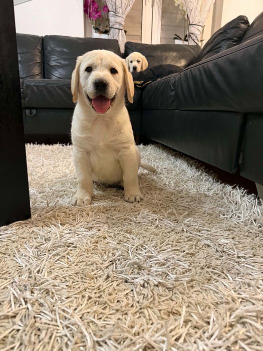 Labrador śliczny piesek gotowy do odbioru.