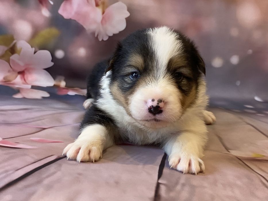 Border Collie chłopiec ARES