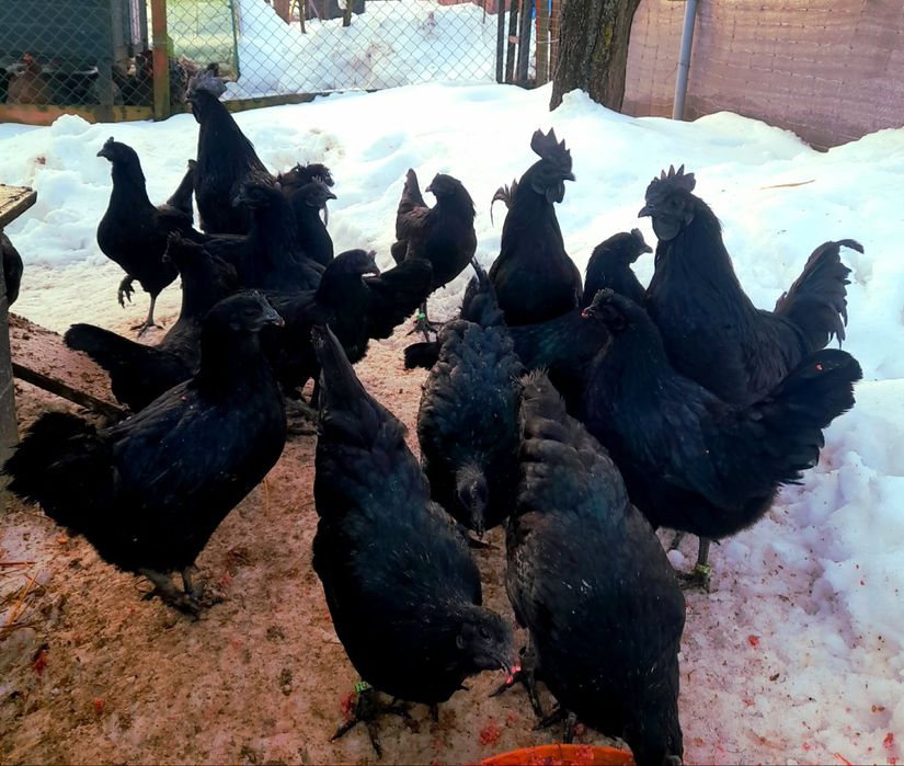 Jajka lęgowe ayam cemani, wyandotte 3 kolory