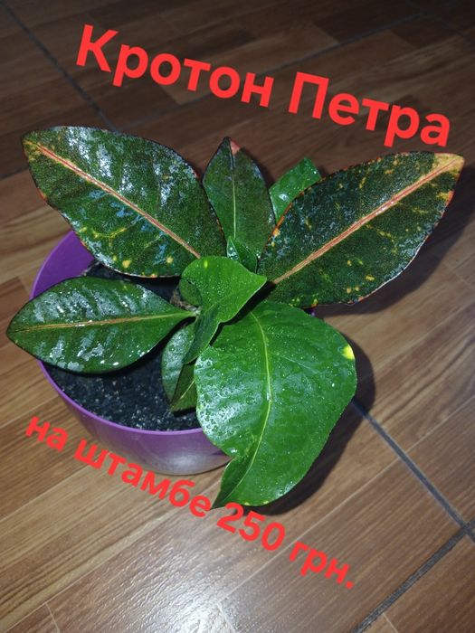 Цветы каланхоэ, петра кротон, суккуленты, алое, шлюмбергера, декабрист