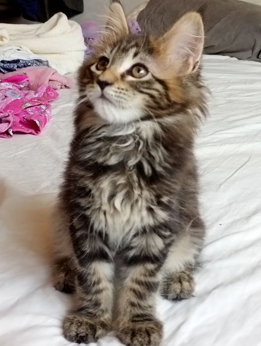 Última gatinha tabby