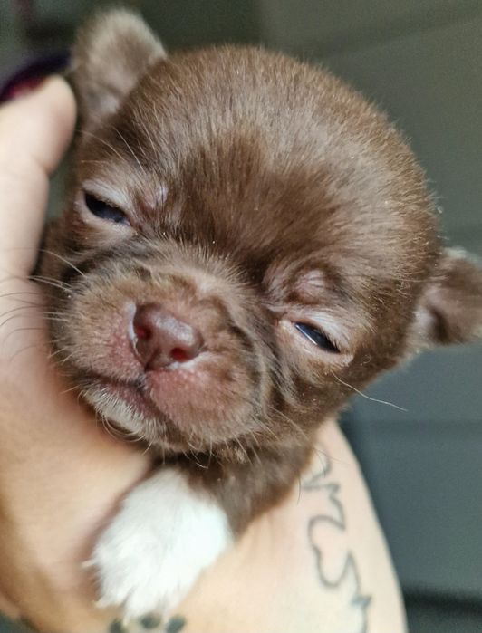 Czekoladowy piesek Chihuahua