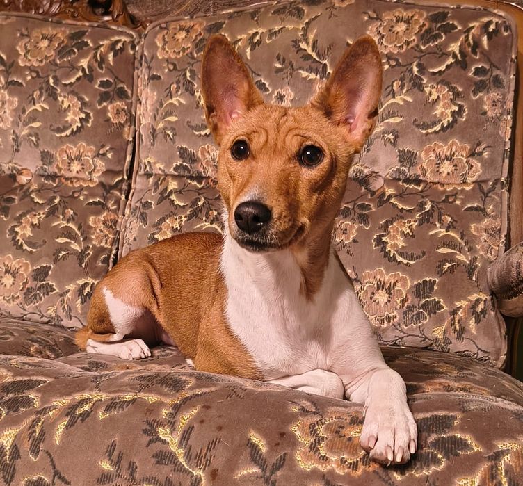 Basenji szczenię FCI