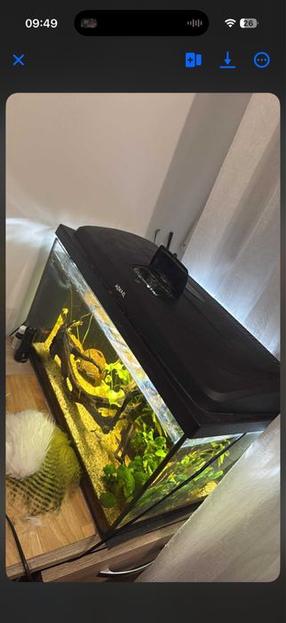 Akwarium 60l z wyposazeniem i rybkami