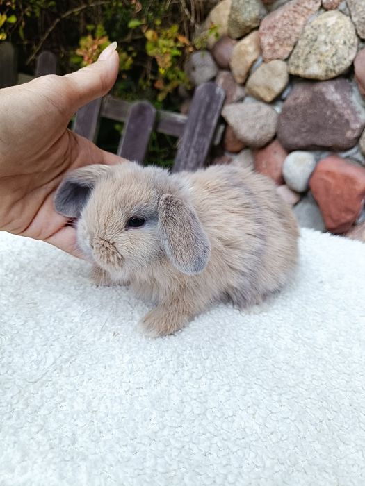 Mini Lop Happy Teddy Radom