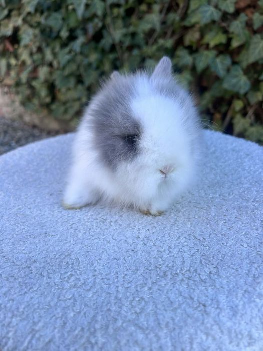 Króliczek Karzełek Teddy mini króliki metryka