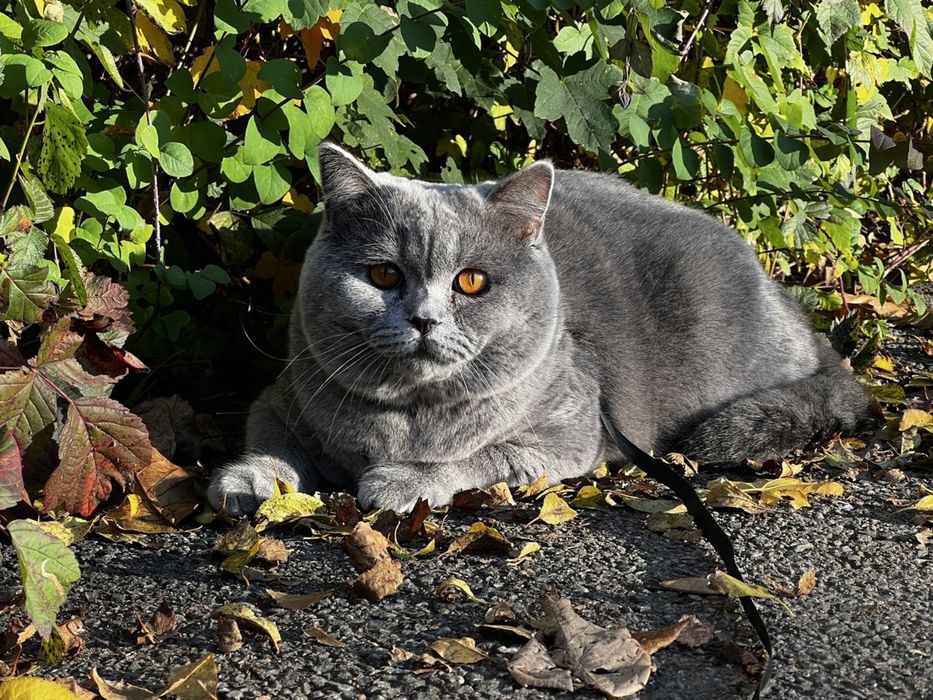 Котик для вʼязки, британець