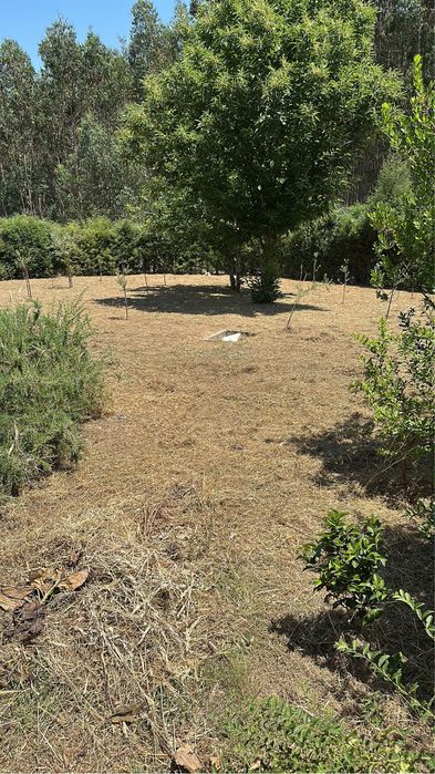Limpeza de terrenos