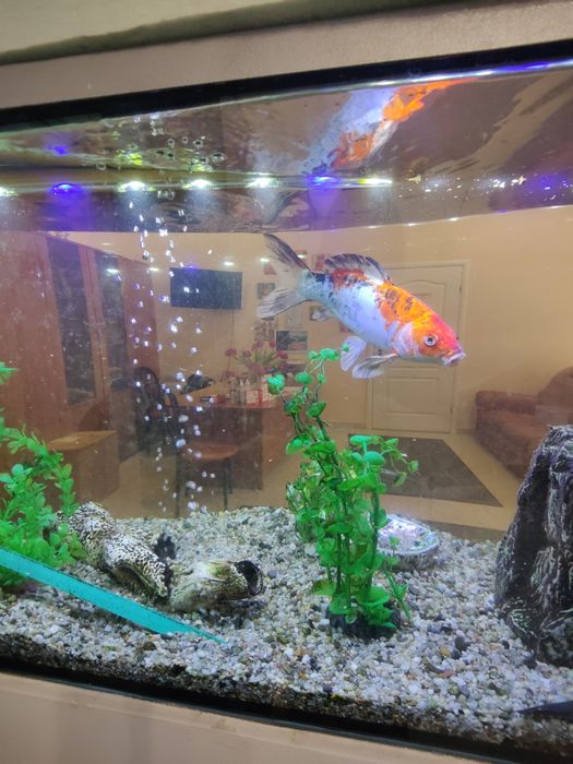 Продаж Комерція вул.Куліша Центр Фасад 3 вікна+ Двері,ц.160000 у.о