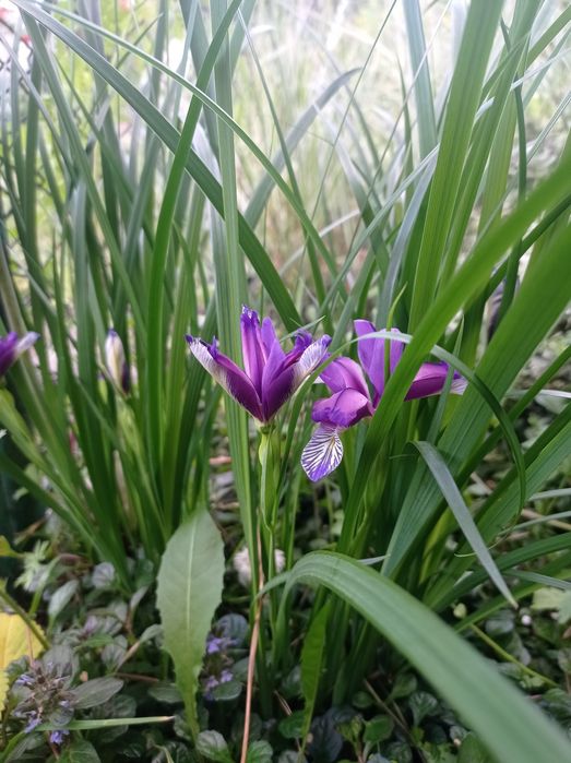 Півники  злаколисті або альпійська гірка