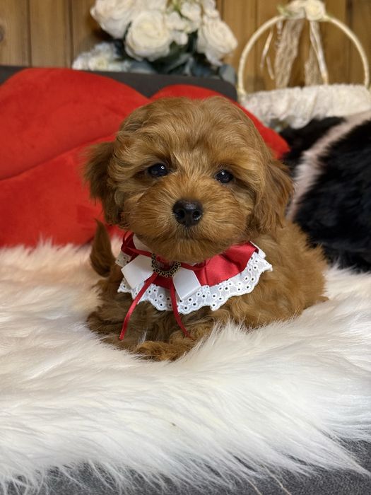 Мальтіпу , яскравий хлопчик.