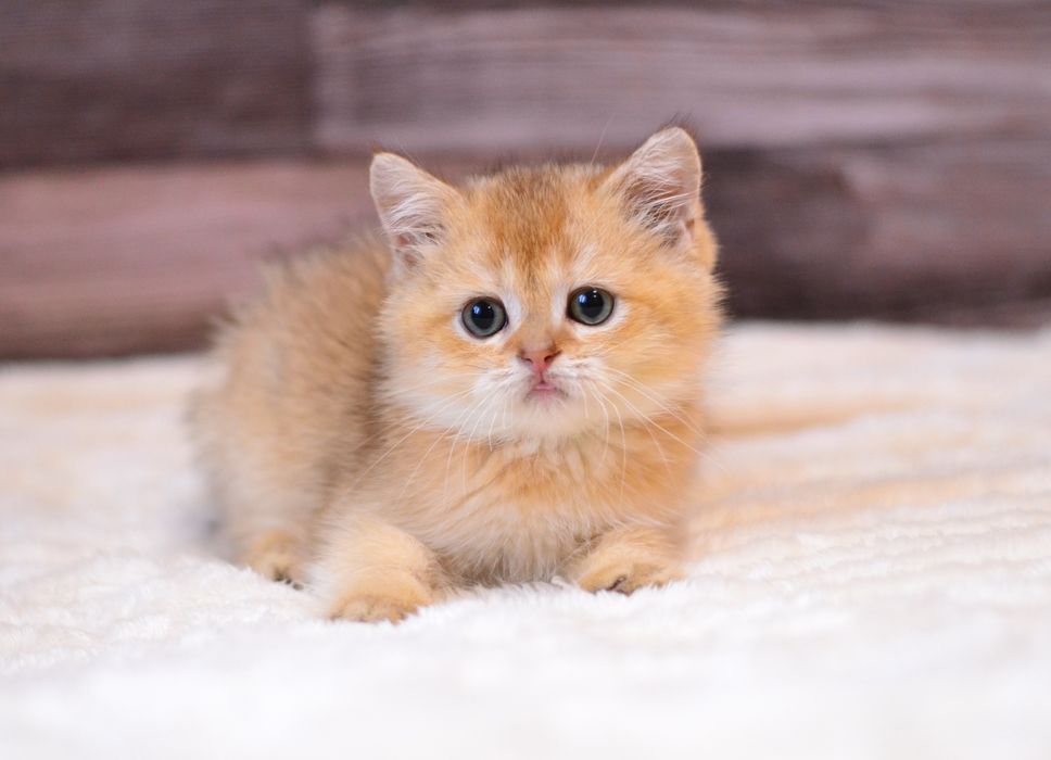 Хлопчик золотий британчик