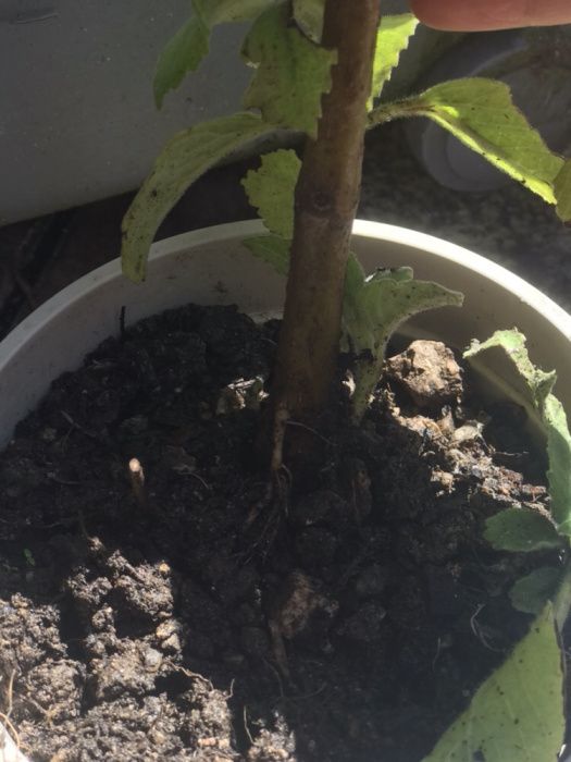 Boldo Planta muitos benefícios para saúde