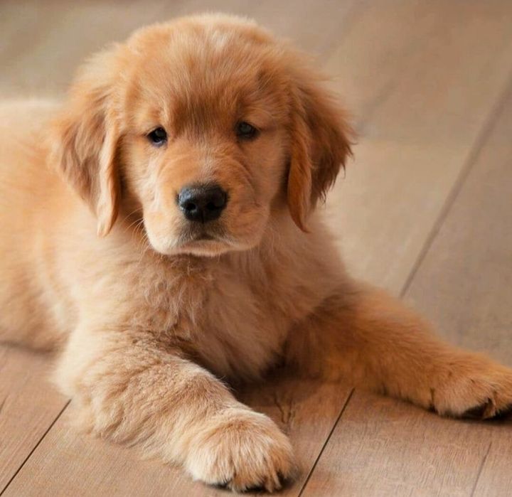 Golden retriever