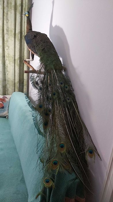 Чучело Яванського Зеленого павліна