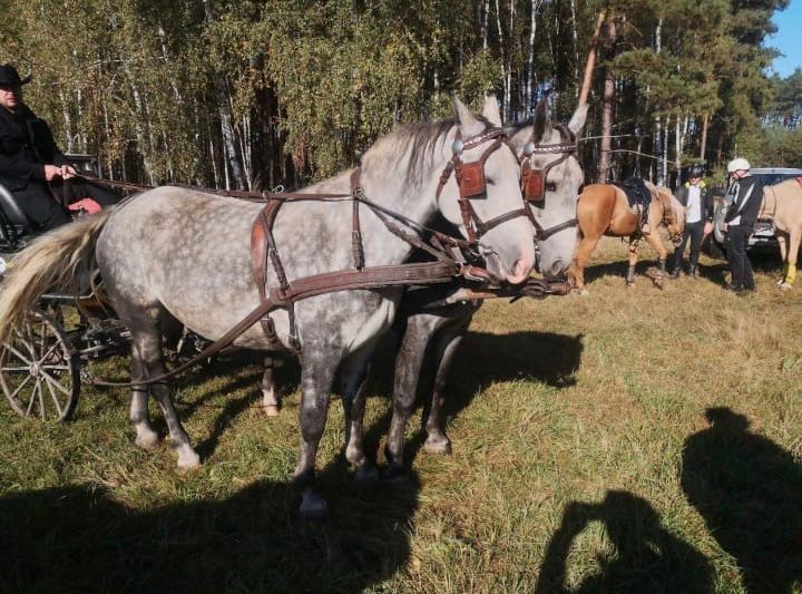 Para klaczy śląskich do zaprzęgu i pod siodło