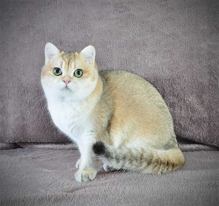 Золотая британская девочка