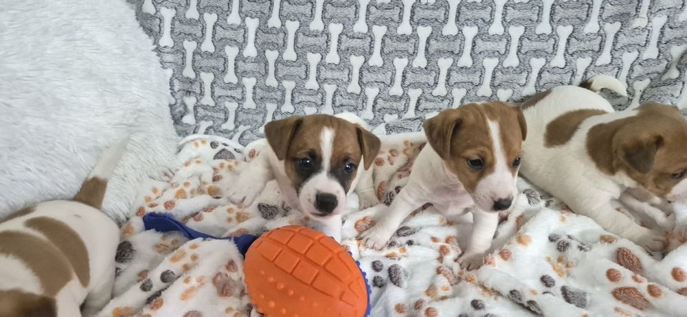 Jack russell Terrier suczka z rodowodem