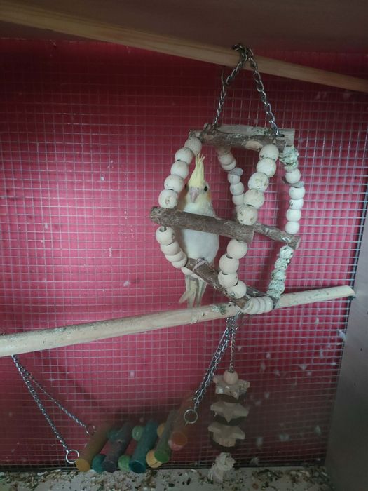 Młoda papuga nimfa samiczka