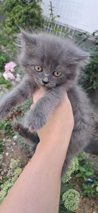 Кошенята безкоштовно