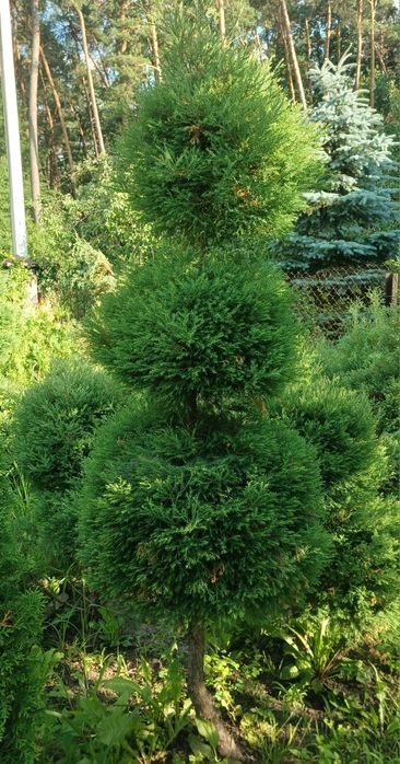 Самшити куля, конус, хвойний бонсай
